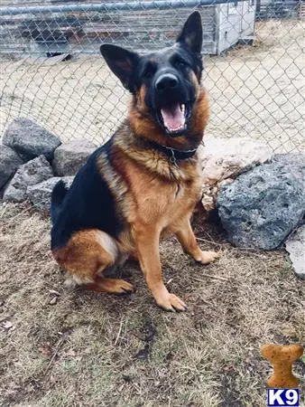 German Shepherd stud dog