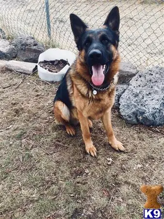 German Shepherd stud dog