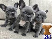 french bulldog puppy posted by simona321