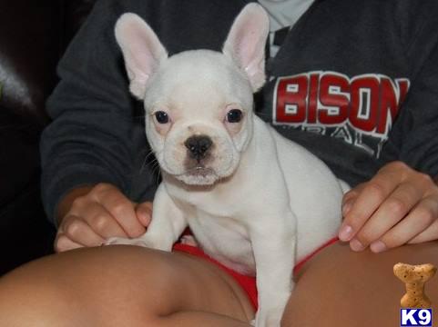 french bulldog puppy posted by simonpills172