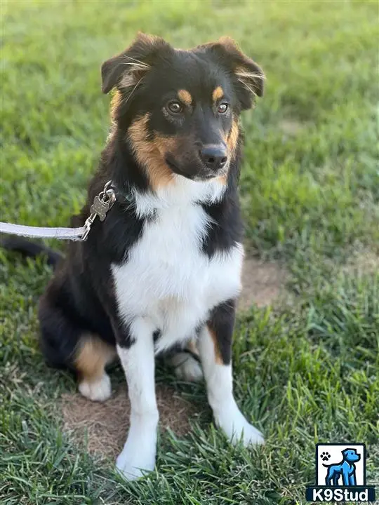 Australian Shepherd stud dog