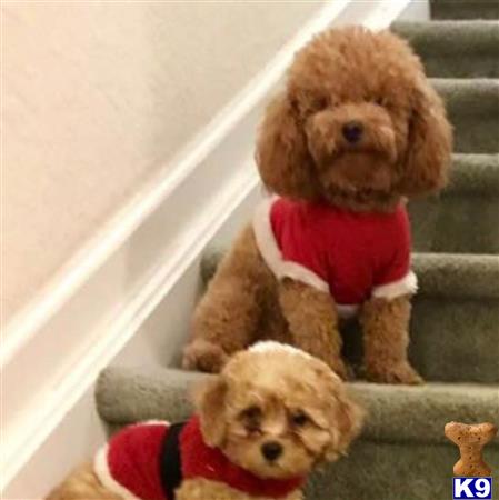 a poodle dog and a stuffed animal