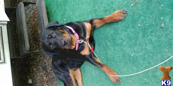 Rottweiler female dog