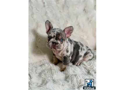 a small french bulldog dog sitting on a blanket