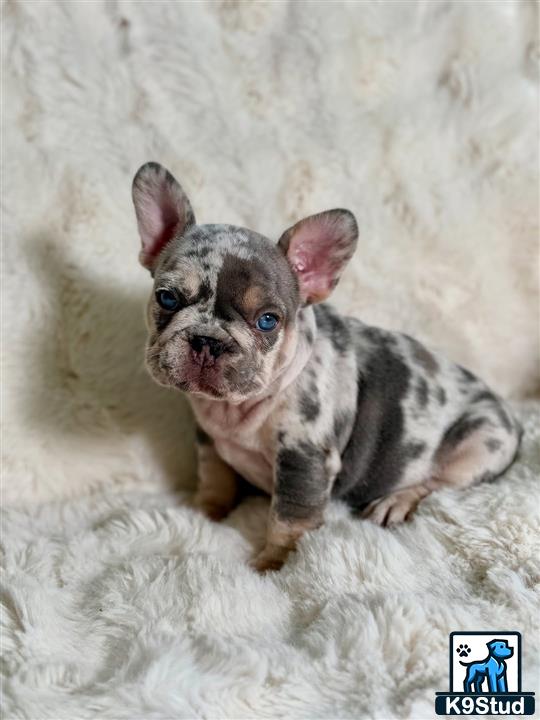 a small french bulldog dog sitting on a blanket