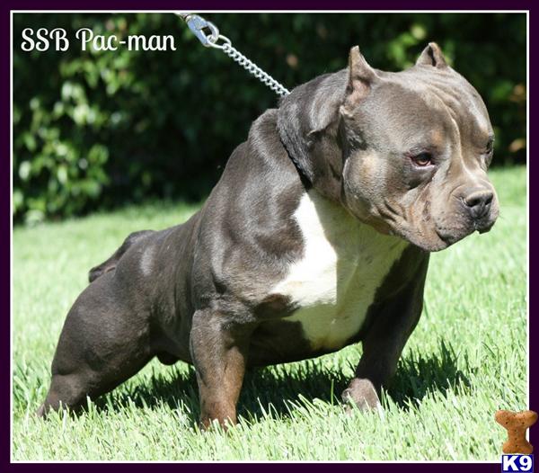 American Pit Bull stud dog