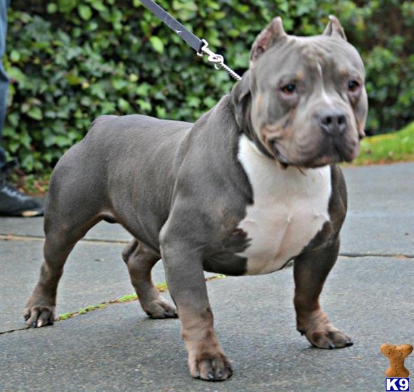 American Pit Bull dog