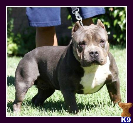 American Pit Bull stud dog