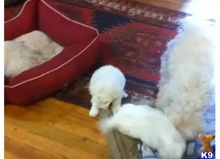 a pair of white fluffy bichon frise dogs