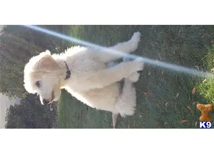 Goldendoodles stud dog: a white goldendoodles dog with a black collar