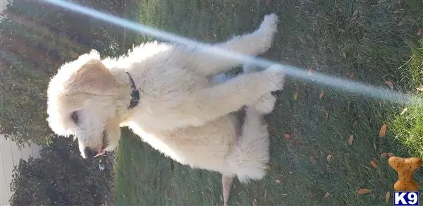 Goldendoodles stud dog: a white goldendoodles dog with a black collar