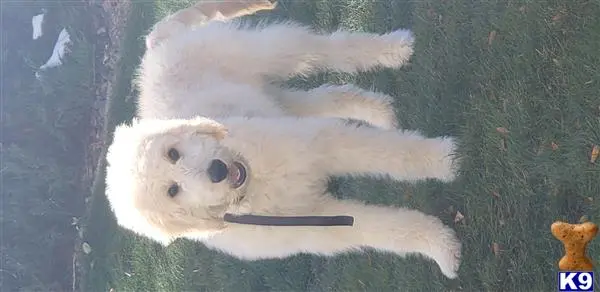 Goldendoodles stud dog: a white stuffed animal