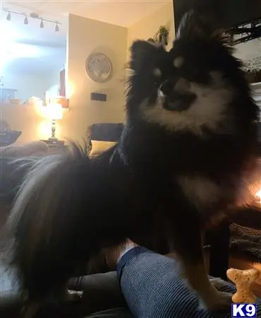 Pomeranian