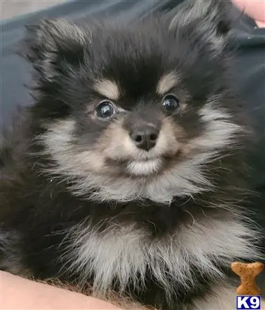 Pomeranian stud dog