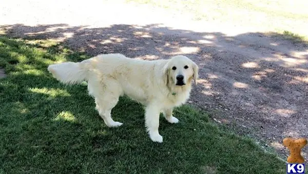 Golden Retriever stud dog