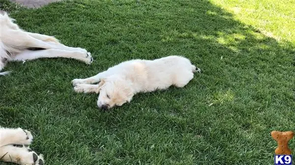 Golden Retriever puppy for sale