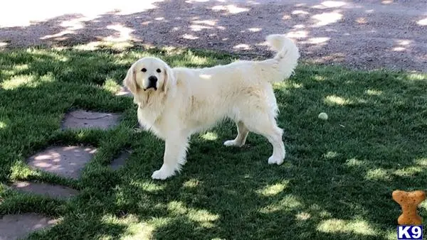 Golden Retriever stud dog