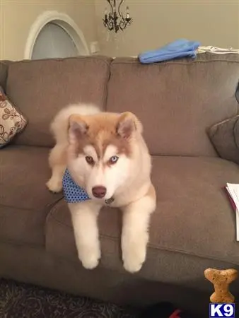 Siberian Husky stud dog