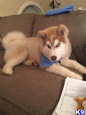 Siberian Husky stud dog