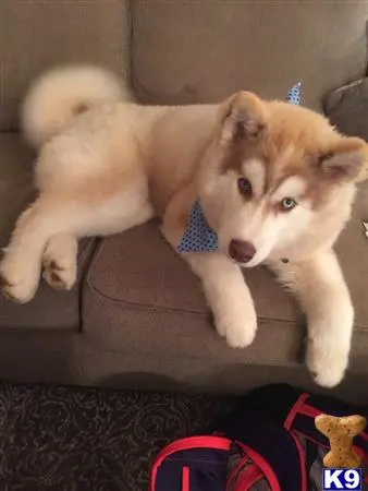 Siberian Husky stud dog