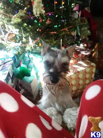 Miniature Schnauzer stud dog