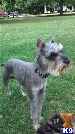 Miniature Schnauzer stud dog