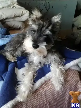 Miniature Schnauzer stud dog