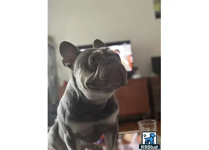 a french bulldog dog wearing a mask