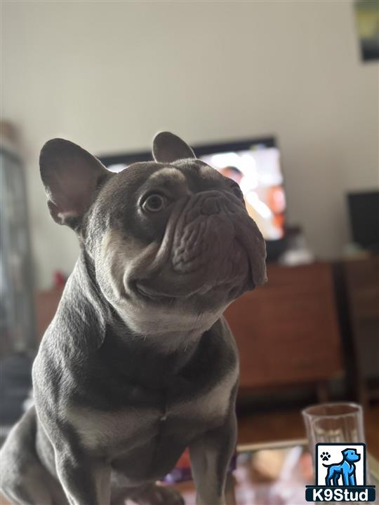 a french bulldog dog wearing a mask