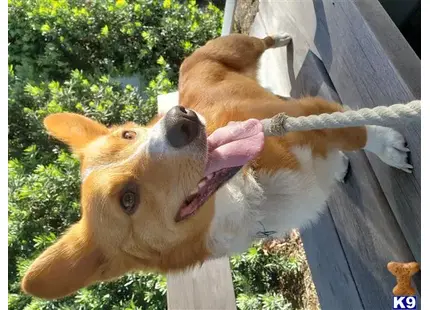 Pembroke Welsh Corgi