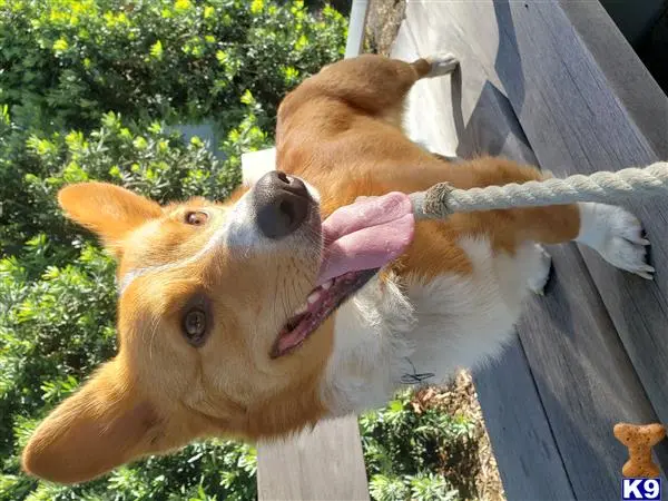 Pembroke Welsh Corgi stud dog