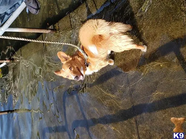 Pembroke Welsh Corgi stud dog