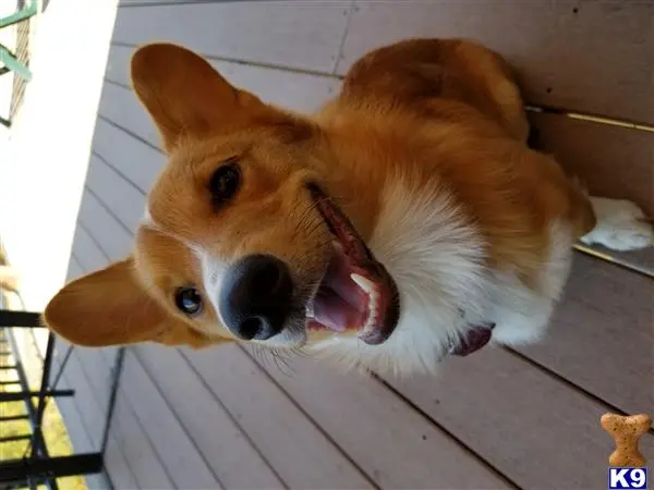 Pembroke Welsh Corgi stud dog