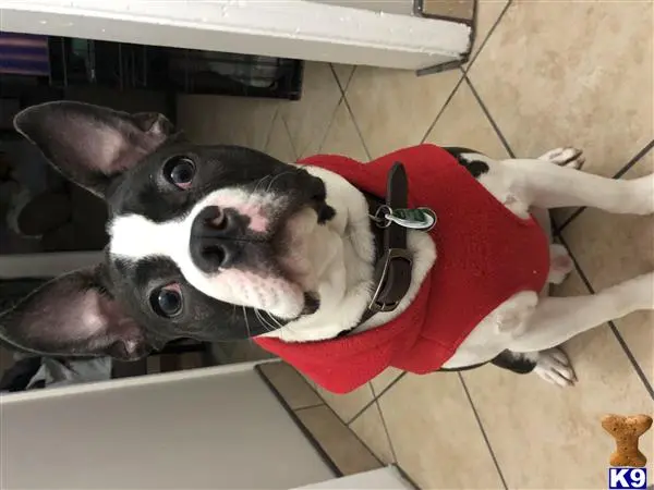 Boston Terrier stud dog