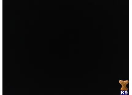 a black screen with a white background