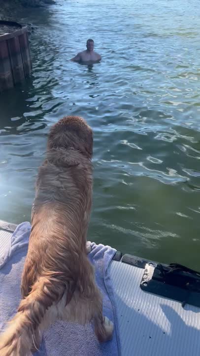 Golden Retriever stud dog: Error: Operation returned an invalid status code BadRequest<br/>Stack Trace:    at Microsoft.Azure.CognitiveServices.Vision.ComputerVision.ComputerVisionClient.<DescribeImageInStreamWithHttpMessagesAsync>d__41.MoveNext()
--- End of stack t