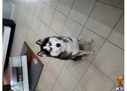 Siberian Husky