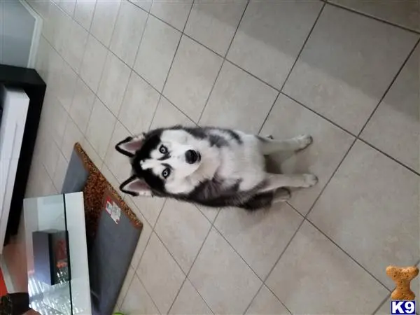 Siberian Husky