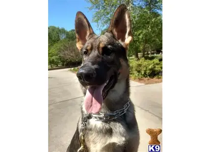 German Shepherd stud dog: a german shepherd dog with its tongue out