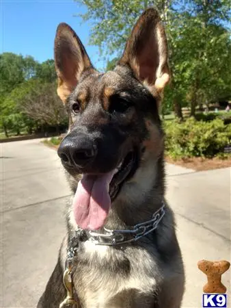 German Shepherd stud dog: a german shepherd dog with its tongue out