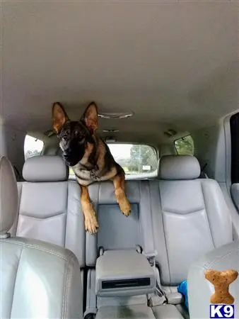 German Shepherd stud dog: a german shepherd dog jumping in the air