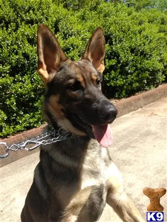 German Shepherd stud dog: a german shepherd dog on a leash