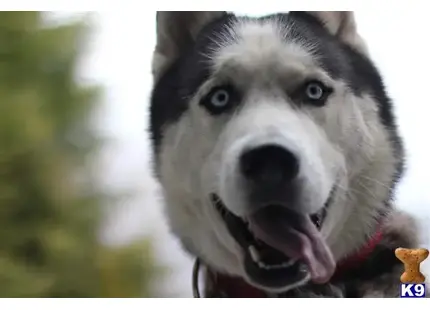 Siberian Husky