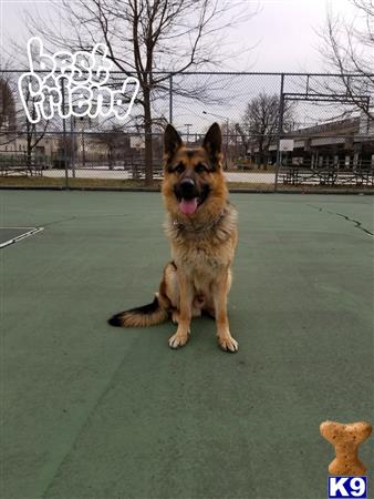 a german shepherd dog sitting on a green surface