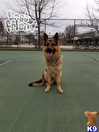 German Shepherd stud dog