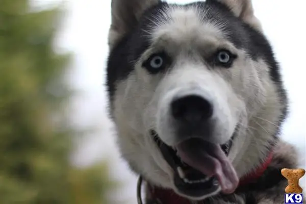 Siberian Husky stud dog