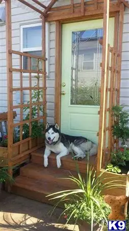 Siberian Husky stud dog