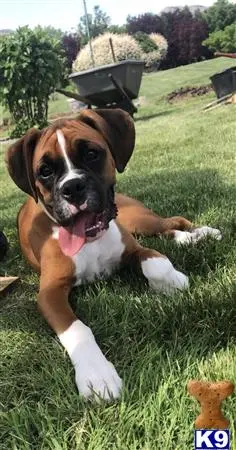 Boxer stud dog