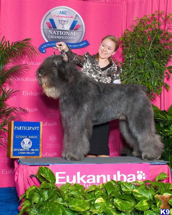 Bouvier des Flandres