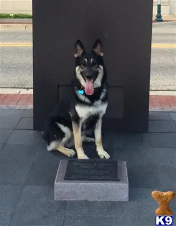 German Shepherd stud dog